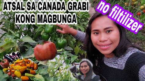 Pinay Gumamit Ng Talong Para Maparaos Ang Libog .